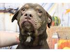 Spider-man American Pit Bull Terrier Adult Male