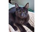 Asher Domestic Shorthair Kitten Male