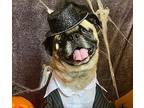 Gabler *special needs* Pug Adult Male
