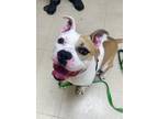 Dodge Ball- In A Foster Home English Bulldog Adult Male