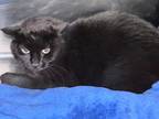 Nathan Domestic Shorthair Adult Male