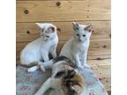 Spaz Domestic Shorthair Kitten Female