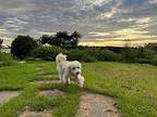 Coby(A) Havanese Puppy Male