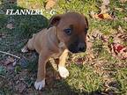Flannery (9wo,8lbs) Terrier (Unknown Type, Medium) Puppy Female