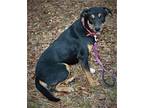 Bubbles Greater Swiss Mountain Dog Adult Female