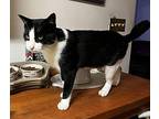 FRANKIE Domestic Shorthair Young Male