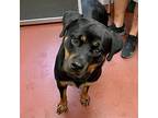 Rizzo Rottweiler Adult Female