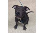 Frances American Staffordshire Terrier Adult Male