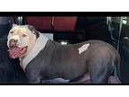 CHAMP American Pit Bull Terrier Adult Male