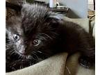 Colorado Domestic Mediumhair Kitten Female