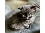 Malibu Domestic Mediumhair Kitten Female