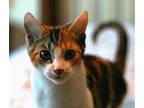 Callie Domestic Shorthair Young Female