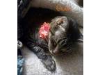 Gwen Domestic Shorthair Adult Female