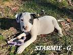 Starmie (9wo, 8lbs) Terrier (Unknown Type, Medium) Puppy Female