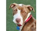 Puddles American Pit Bull Terrier Adult Male