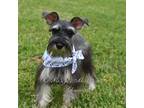 Schnauzer (Miniature) Puppy for sale in Antlers, OK, USA