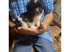 Poodle (Toy) Puppy for sale in Sonora, KY, USA