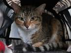 Adopt Princess Peach a Domestic Shorthair / Mixed (short coat) cat in Rossville