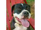 Adopt Morey a Black - with White Boxer / American Staffordshire Terrier dog in