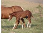 UPDATE-SOLD***NV Born Red Dee 2023 APHA stallion-gorgeous prospect!!