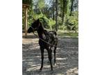 Appaloosa stallion 6 months old. Full blooded, black with white spots on hind