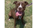 Adopt Queenie a Brown/Chocolate - with White Pit Bull Terrier / Border Collie /