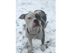 Adopt Nova a White - with Gray or Silver American Staffordshire Terrier / Mixed