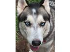 Adopt Zero a Gray/Blue/Silver/Salt & Pepper Siberian Husky / Mixed dog in