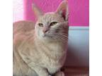 Adopt Casey a Tan or Fawn Tabby Domestic Shorthair / Mixed cat in West Des