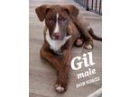Adopt Gil a Brown/Chocolate - with White Mixed Breed (Medium) / Mixed dog in Sun