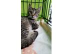 Adopt Irving a Brown Tabby Domestic Mediumhair (medium coat) cat in Key Largo