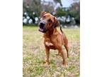 Adopt Copper a Coonhound / Labrador Retriever / Mixed dog in Mobile