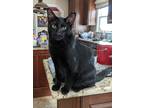 Adopt Boo-Boo Bear a All Black Domestic Shorthair / Mixed cat in Stafford