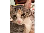 Adopt Emily a Spotted Tabby/Leopard Spotted Domestic Shorthair cat in Modesto