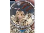 Adopt Startle a Mouse small animal in Imperial Beach, CA (37240121)