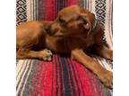 Rhodesian Ridgeback Puppy for sale in Cerro, NM, USA