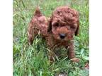 Poodle (Toy) Puppy for sale in Spartanburg, SC, USA