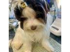 Biewer Terrier Puppy for sale in New York, NY, USA