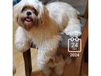 Shih Tzu Puppy for sale in Houston, TX, USA