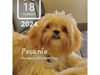 Pecanie