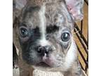 French Bulldog Puppy for sale in Burlington, NC, USA