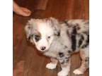 Miniature Australian Shepherd Puppy for sale in Carver, MN, USA