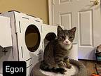 Egon Domestic Shorthair Kitten Male