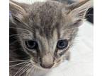Neptune Domestic Shorthair Kitten Male