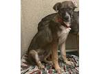 Pickle Mixed Breed (Medium) Puppy Male