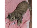 Fiona W Domestic Shorthair Young Female