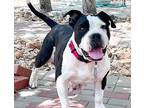 Lottie American Bulldog Adult Female