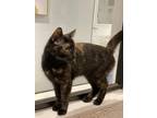 Chocolate Domestic Shorthair Young Female