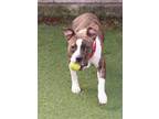 Remy American Pit Bull Terrier Adult Female
