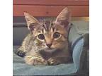 Metro Domestic Shorthair Kitten Male